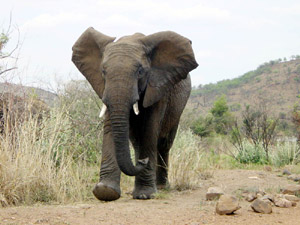 Elefant im Nationalpark