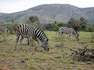 Afrika - Zebras