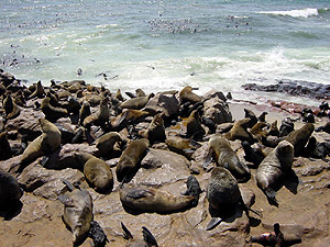 Namibia - Robben