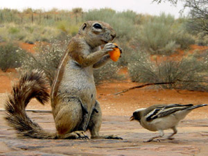 Kalahari - Erdhörnchen